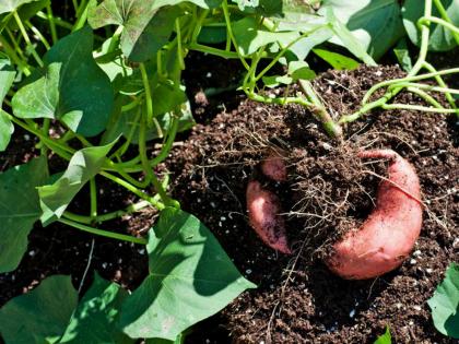 The farmer grew yam in 18 guntas, earning Rs 2 lakh in just four months | The farmer grew yam in 18 guntas, earning Rs 2 lakh in just four months