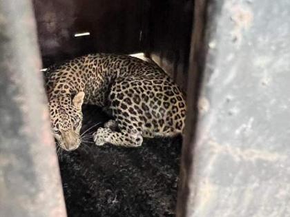 Nashik: Forest department's month-long efforts pay off, leopard captured alive | Nashik: Forest department's month-long efforts pay off, leopard captured alive