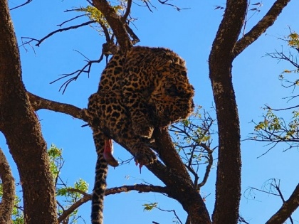 Maharashtra Shocker: Leopard Carcass Found Atop Tree, Girl's Body Discovered Near Ajinkyatara Fort in Satara | Maharashtra Shocker: Leopard Carcass Found Atop Tree, Girl's Body Discovered Near Ajinkyatara Fort in Satara