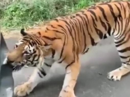 Ananad Mahindra reacts after video of tiger biting Mahindra Xylo goes viral! | Ananad Mahindra reacts after video of tiger biting Mahindra Xylo goes viral!