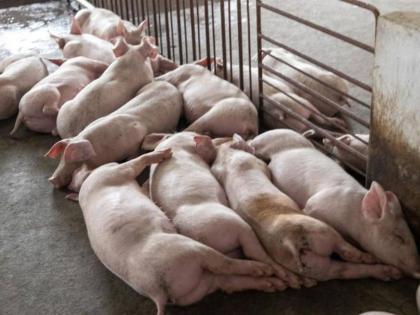 African swine fever found in Madhya Pradesh, 50 pigs culled | African swine fever found in Madhya Pradesh, 50 pigs culled