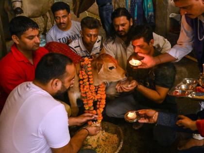 Maharashtra Declares Cow as 'Rajya Mata' Ahead of Polls Emphasizing Cultural and Agricultural Significance