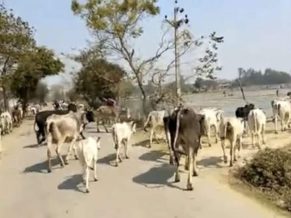 State animal husbandry minister Radhakrishna Vikhe says cattle movement  curbs to continue for a month 