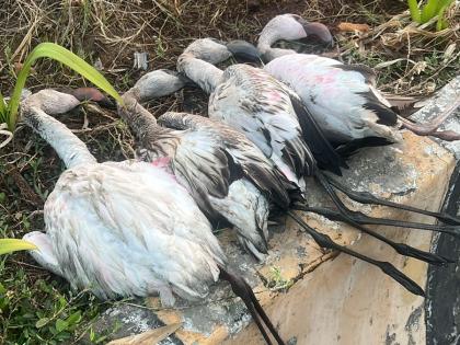 Rare Incident: Flamingos Die After Hitting Sign Board at Nerul Jetty, Claims Resident | Rare Incident: Flamingos Die After Hitting Sign Board at Nerul Jetty, Claims Resident