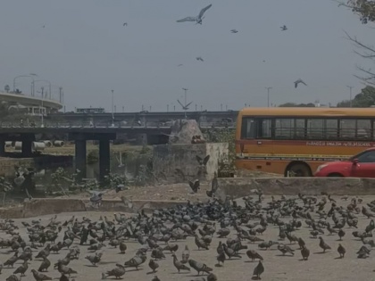 Pune Residents Seek PMC Action as Pigeon Feeding Sparks Health Concerns | Pune Residents Seek PMC Action as Pigeon Feeding Sparks Health Concerns