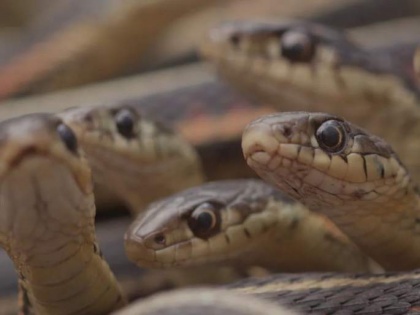 Snake Attack in US: 124 snakes found around dead body in a house | Snake Attack in US: 124 snakes found around dead body in a house