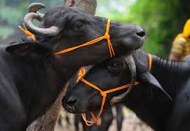 Navi Mumbai: Tempo Driver Booked for Transporting Buffaloes for Slaughter | Navi Mumbai: Tempo Driver Booked for Transporting Buffaloes for Slaughter