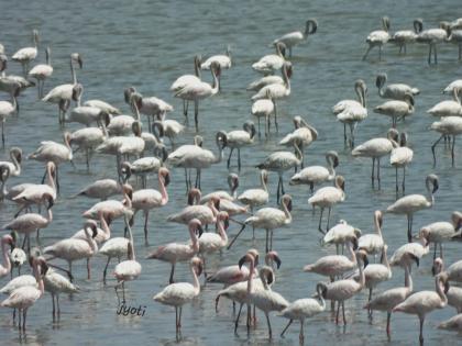 Navi Mumbai: Environmental Groups Hail Protection of Key Wetlands in Revised Development Plan | Navi Mumbai: Environmental Groups Hail Protection of Key Wetlands in Revised Development Plan Navi Mumbai: Environmental Groups Hail Protection of Key Wetlands in Revised Development Plan | Navi Mumbai: Environmental Groups Hail Protection of Key Wetlands in Revised Development Plan