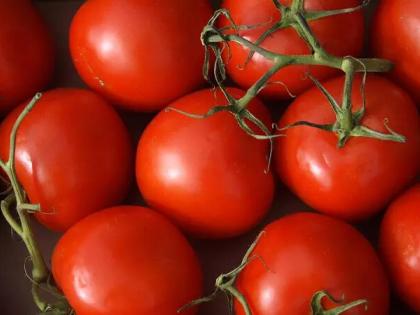 Pune: Farmer earns Rs 3 crore in month by selling tomatoes | Pune: Farmer earns Rs 3 crore in month by selling tomatoes