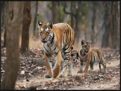 Pench Collarwali Tigress: Pench super mom 'Collarwali' tigress dies | Pench Collarwali Tigress: Pench super mom 'Collarwali' tigress dies
