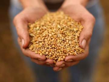 Govt hikes wheat by Rs 110 to Rs 2,215 per quintal | Govt hikes wheat by Rs 110 to Rs 2,215 per quintal