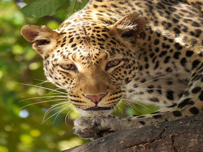 Nashik Highlights; Leopard attacks farmer | Nashik Highlights; Leopard attacks farmer