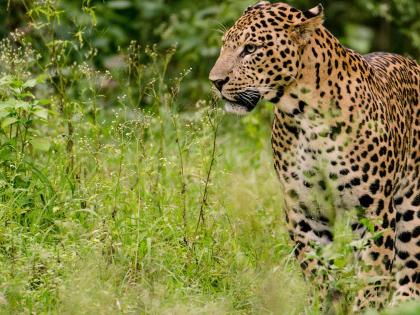Nashik: Leopard Spotted Near Abandoned Niphad Sugar Factory, Locals Demand Immediate Action for Safety | Nashik: Leopard Spotted Near Abandoned Niphad Sugar Factory, Locals Demand Immediate Action for Safety Nashik: Leopard Spotted Near Abandoned Niphad Sugar Factory, Locals Demand Immediate Action for Safety | Nashik: Leopard Spotted Near Abandoned Niphad Sugar Factory, Locals Demand Immediate Action for Safety