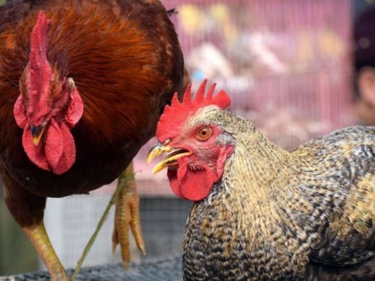 North Delhi Municipal Corporation bans sale, storage of poultry or processed chicken | North Delhi Municipal Corporation bans sale, storage of poultry or processed chicken
