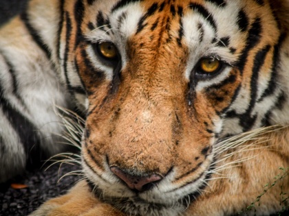 Nandurbar: Forest officials detain four in Shahada for tiger skin smuggling | Nandurbar: Forest officials detain four in Shahada for tiger skin smuggling