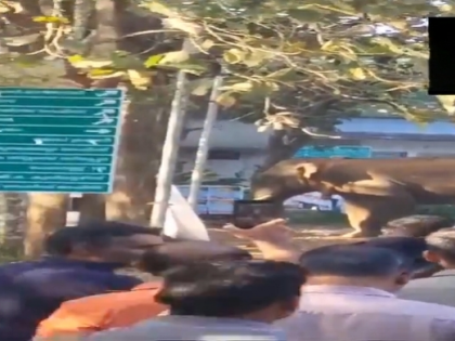 Elephant Triggers Panic in Kerala: Radio-Collared Wild Jumbo Enters Town in Wayanad (Watch Video) | Elephant Triggers Panic in Kerala: Radio-Collared Wild Jumbo Enters Town in Wayanad (Watch Video)