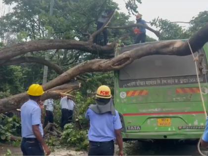 Pune: Tree Falls on PMPML Bus in Pimpri-Chinchwad; All Passengers Safe, No Injuries Reported | Pune: Tree Falls on PMPML Bus in Pimpri-Chinchwad; All Passengers Safe, No Injuries Reported