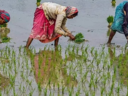 87 per cent of sowing for Kharif season completed in Maharashtra: Sunil Chavan | 87 per cent of sowing for Kharif season completed in Maharashtra: Sunil Chavan