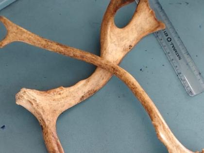 Wildlife Smuggling Bid Foiled at IGI Airport as CISF Detects Antlers in Passenger’s Bag | Wildlife Smuggling Bid Foiled at IGI Airport as CISF Detects Antlers in Passenger’s Bag Wildlife Smuggling Bid Foiled at IGI Airport as CISF Detects Antlers in Passenger’s Bag | Wildlife Smuggling Bid Foiled at IGI Airport as CISF Detects Antlers in Passenger’s Bag