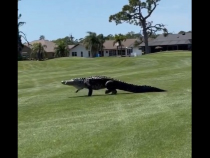 WATCH: Dinosaur-Sized Alligator Spotted at Golf Course in Florida | WATCH: Dinosaur-Sized Alligator Spotted at Golf Course in Florida