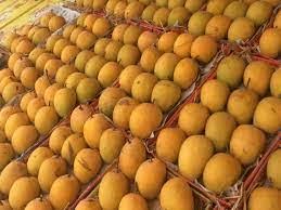 King of Mangoes Arrives: First Alphonso Box of the Season Commands Rs 23,000 | King of Mangoes Arrives: First Alphonso Box of the Season Commands Rs 23,000
