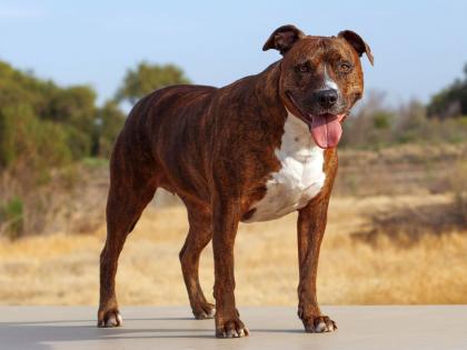Pitbull, Rottweilers banned in Ghaziabad | Pitbull, Rottweilers banned in Ghaziabad