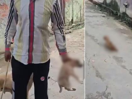 UP Horror: Man Brutally Beats Puppy With Stick as Mother Dog Watches Helplessly, Accused Arrested After Viral Video | UP Horror: Man Brutally Beats Puppy With Stick as Mother Dog Watches Helplessly, Accused Arrested After Viral Video