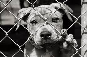 PETA India Alleges Shocking Cruelty at Telangana Lab, Calls for Immediate Shutdown | PETA India Alleges Shocking Cruelty at Telangana Lab, Calls for Immediate Shutdown PETA India Alleges Shocking Cruelty at Telangana Lab, Calls for Immediate Shutdown | PETA India Alleges Shocking Cruelty at Telangana Lab, Calls for Immediate Shutdown
