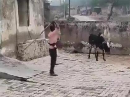 Disturbing Animal Cruelty in Raebareli: Man Caught on Camera Brutally Beating Tied Cow (Watch Video) | Disturbing Animal Cruelty in Raebareli: Man Caught on Camera Brutally Beating Tied Cow (Watch Video) Disturbing Animal Cruelty in Raebareli: Man Caught on Camera Brutally Beating Tied Cow (Watch Video) | Disturbing Animal Cruelty in Raebareli: Man Caught on Camera Brutally Beating Tied Cow (Watch Video)