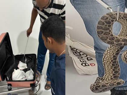 Bengaluru Customs Arrest Passenger Smuggling 10 Yellow Anacondas From Bangkok | Bengaluru Customs Arrest Passenger Smuggling 10 Yellow Anacondas From Bangkok