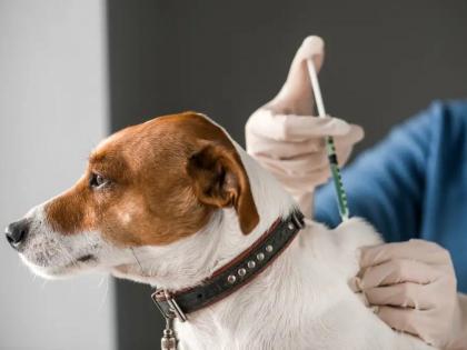 BMC signs MoU to vaccinate one lakh stray dogs in Mumbai each year | BMC signs MoU to vaccinate one lakh stray dogs in Mumbai each year