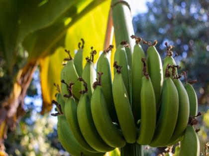 Green Bananas Show Promise in Reducing Cancer Risk, Study Finds | Green Bananas Show Promise in Reducing Cancer Risk, Study Finds