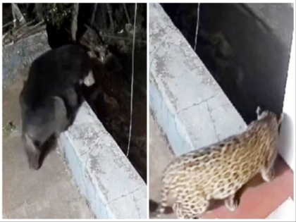 WATCH: Bear, Leopard Spotted in Residential Area of Nilgiris in Tamil Nadu | WATCH: Bear, Leopard Spotted in Residential Area of Nilgiris in Tamil Nadu