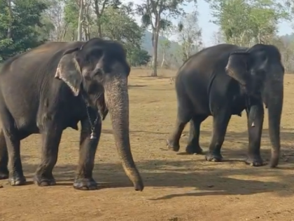 Elephant Friendship: Bhama and Kamatchi’s 55-Year Bond From Tamil Nadu Forest Will Warm Your Hearts (Watch) | Elephant Friendship: Bhama and Kamatchi’s 55-Year Bond From Tamil Nadu Forest Will Warm Your Hearts (Watch)