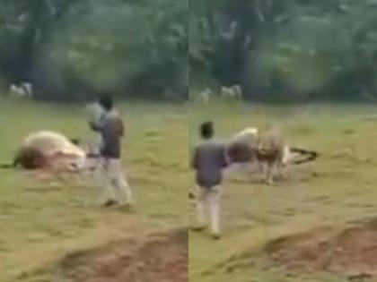 Gujarat: Man Risks Life and Tries to Click Photos with Wild Lion in Bhavnagar, Escapes Attack (Watch Video) | Gujarat: Man Risks Life and Tries to Click Photos with Wild Lion in Bhavnagar, Escapes Attack (Watch Video)