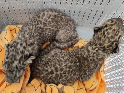 Nagpur: Leopard cubs safely delivered at Gorewada Park with careful monitoring | Nagpur: Leopard cubs safely delivered at Gorewada Park with careful monitoring