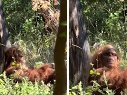 Bigfoot Sighted in US? TikToker Captures Terrifying Video While Hiking in Oklahoma's Parallel Forest | Bigfoot Sighted in US? TikToker Captures Terrifying Video While Hiking in Oklahoma's Parallel Forest Bigfoot Sighted in US? TikToker Captures Terrifying Video While Hiking in Oklahoma's Parallel Forest | Bigfoot Sighted in US? TikToker Captures Terrifying Video While Hiking in Oklahoma's Parallel Forest