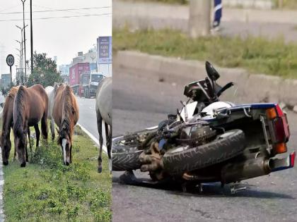 Lucknow Tragedy: Doctor Dies After Bike Collides with Stray Horse, Son Critical | Lucknow Tragedy: Doctor Dies After Bike Collides with Stray Horse, Son Critical