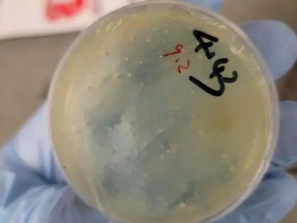 Chinese Scientist From Wuhan Arrested For Smuggling Illegal Biological Material Into US | Chinese Scientist From Wuhan Arrested For Smuggling Illegal Biological Material Into US Chinese Scientist From Wuhan Arrested For Smuggling Illegal Biological Material Into US | Chinese Scientist From Wuhan Arrested For Smuggling Illegal Biological Material Into US