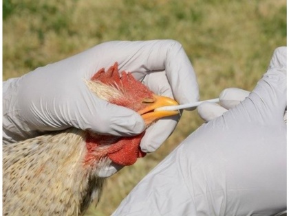 Shocking! Bird Flu scare: 900 hens dead at poultry farm in Parbhani | Shocking! Bird Flu scare: 900 hens dead at poultry farm in Parbhani