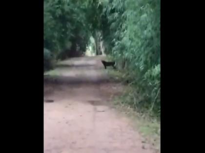 Black Leopard in Maharashtra: Pair of Melanistic Leopards Spotted Again in Bhandara Forest After 4 Year (Watch Video) | Black Leopard in Maharashtra: Pair of Melanistic Leopards Spotted Again in Bhandara Forest After 4 Year (Watch Video) Black Leopard in Maharashtra: Pair of Melanistic Leopards Spotted Again in Bhandara Forest After 4 Year (Watch Video) | Black Leopard in Maharashtra: Pair of Melanistic Leopards Spotted Again in Bhandara Forest After 4 Year (Watch Video)