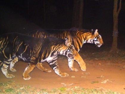 Rare Sighting of 'Black Tiger' in Similipal Tiger Reserve Goes Viral | Rare Sighting of 'Black Tiger' in Similipal Tiger Reserve Goes Viral