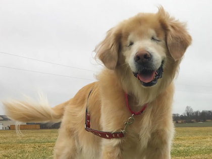 Mumbai Businessman Files PIL At Bombay HC After Society Bans Blind Dog From Using Lift | Mumbai Businessman Files PIL At Bombay HC After Society Bans Blind Dog From Using Lift Mumbai Businessman Files PIL At Bombay HC After Society Bans Blind Dog From Using Lift | Mumbai Businessman Files PIL At Bombay HC After Society Bans Blind Dog From Using Lift