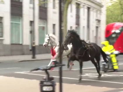 London: Five Injured After Blood-Soaked Royal Horses Escape, Collide with Cars; Videos Go Viral | London: Five Injured After Blood-Soaked Royal Horses Escape, Collide with Cars; Videos Go Viral