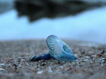 Blue bottle jellyfish back on Mumbai’s Juhu beach, visitors advised to avoid contact | Blue bottle jellyfish back on Mumbai’s Juhu beach, visitors advised to avoid contact Blue bottle jellyfish back on Mumbai’s Juhu beach, visitors advised to avoid contact | Blue bottle jellyfish back on Mumbai’s Juhu beach, visitors advised to avoid contact