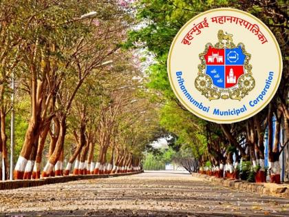 BMC to Survey 1,000 Trees in Mumbai for Heatwave Impact and Road Construction Damage | BMC to Survey 1,000 Trees in Mumbai for Heatwave Impact and Road Construction Damage BMC to Survey 1,000 Trees in Mumbai for Heatwave Impact and Road Construction Damage | BMC to Survey 1,000 Trees in Mumbai for Heatwave Impact and Road Construction Damage