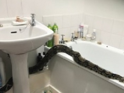 World's largest snake found in UK woman's bathroom | World's largest snake found in UK woman's bathroom