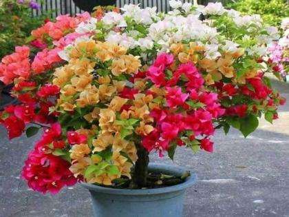 Bridges in Bloom: Twenty Mumbai Flyovers to be Decorated by Bougainvillea Pots | Bridges in Bloom: Twenty Mumbai Flyovers to be Decorated by Bougainvillea Pots