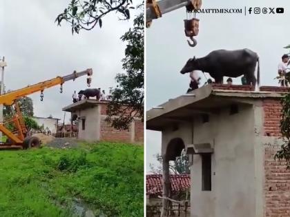 Madhya Pradesh: Buffalo Climbs Roof to Escape Rains in Singrauli; Crane Used for Rescue (Watch Video) | Madhya Pradesh: Buffalo Climbs Roof to Escape Rains in Singrauli; Crane Used for Rescue (Watch Video) Madhya Pradesh: Buffalo Climbs Roof to Escape Rains in Singrauli; Crane Used for Rescue (Watch Video) | Madhya Pradesh: Buffalo Climbs Roof to Escape Rains in Singrauli; Crane Used for Rescue (Watch Video)