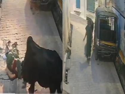 Jhansi Bull Attack: Woman Knocked Unconscious, Shocking CCTV Footage Goes Viral | Jhansi Bull Attack: Woman Knocked Unconscious, Shocking CCTV Footage Goes Viral
